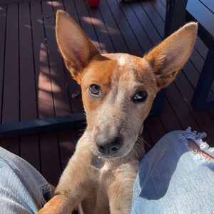 Meet your Posher, Karen